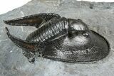 Gorgeous Scotoharpes Trilobite - Boudib, Morocco #363007-1
